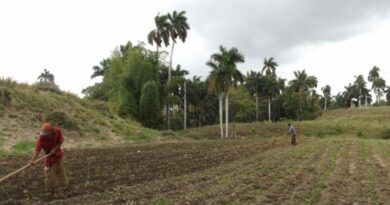 Convocados productores de Jaruco a ser eficientes en la entrega de productos agropecuarios al pueblo Convocados productores de Jaruco a ser eficientes en la entrega de productos agropecuarios al pueblo