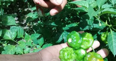 #Jaruco potencia el cultivo de hortalizas en patios y parcelas (Audio) #Jaruco potencia el cultivo de hortalizas en patios y parcelas. Foto Marlene Caboverde