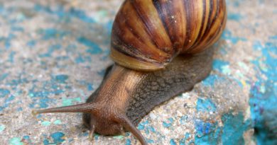 Retoman control del Caracol Gigante Africano en Jaruco Retoman control del Caracol Gigante Africano en Jaruco