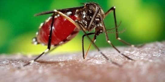 Mosquito Aedes aegypti. Foto: Tomada de internet.