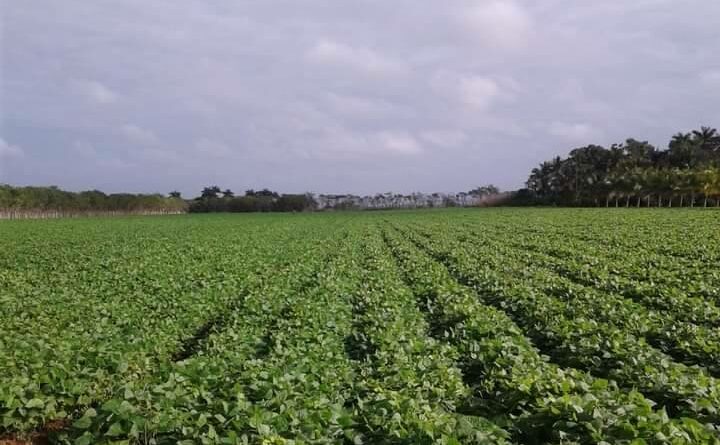 Entidades agrícolas de Batabanó aumentan el empleo de tabaquina. Darlenis Hernández Castillo