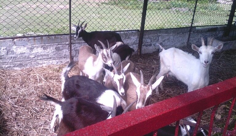 Empresa Caprino Majana de #Jaruco . Foto Radio Jaruco