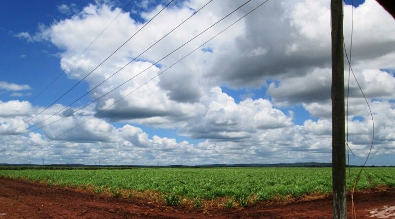 Campos de caña de Jaruco. Foto Radio Jaruco