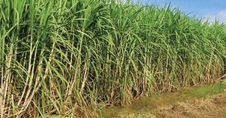 Elevar el ritmo de siembra de caña es tarea priorizada por los agricultores del municipio Quivicán. Foto: Archivo