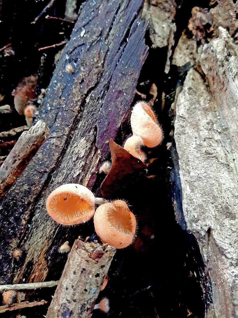 Cookeina tricoloma, hongo de copa: Actualmente se llevan a cabo estudios preliminares para evaluar el estado de conservación de las especies de hongos. Aun cuando se carece de datos suficientes para la identificación y evaluación de la mayoría de los hongos ya secuenta con la primera Lista de estos organismos para Escaleras de Jaruco.