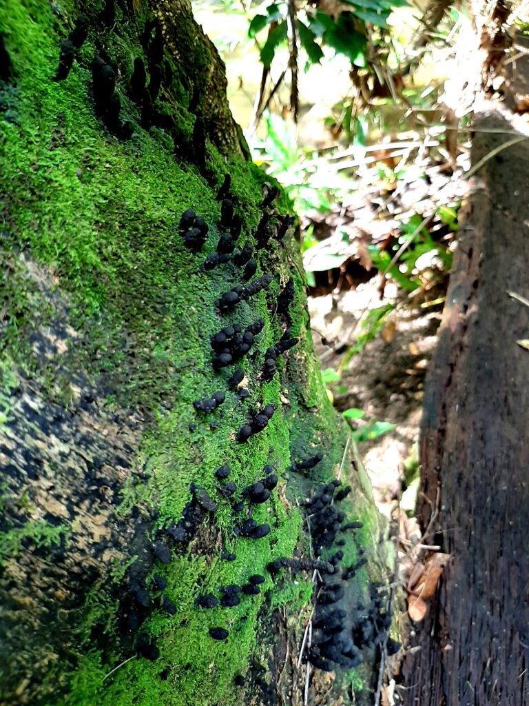 3.La disminución de las lluvias limita las fuentes de materia orgánica necesaria para el crecimiento y desarrollo de los hongos.