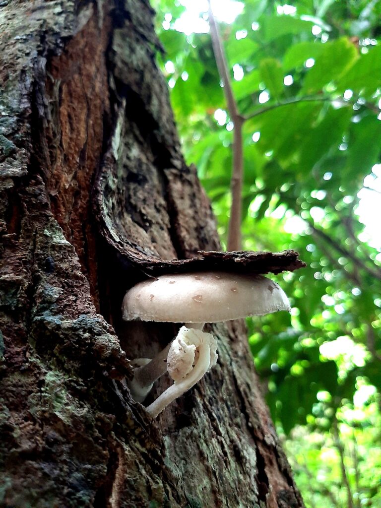Oudemansiella canarii. Es un hongo frecuente en los complejos de vegetación de Escaleras, sobre todo en los meses de lluvia. Algunos autores lo consideran comestible.