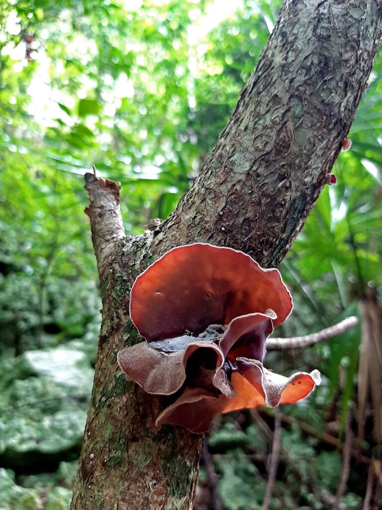 Auricularia cornea, hongo de oreja chiclosa. Algunos estudios demuestran que posee determinadas propiedades medicinales.