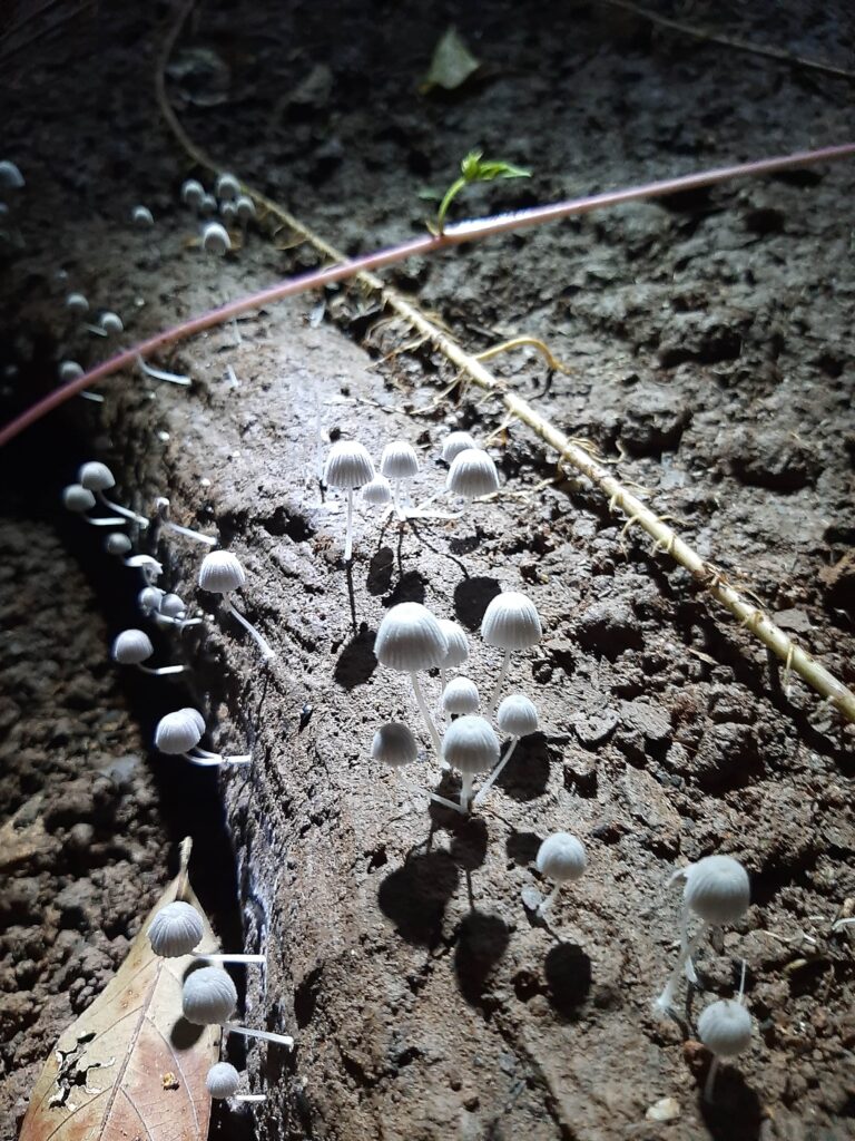 Algunos hongos crecen en el interior de las cuevas, incluso en las zonas más profundas y oscuras.