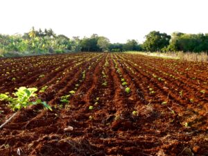 “La producción de alimentos es una tarea de todos los días”. Miguel Díaz-Canel Bermúdez. Foto: Addys Hernández.