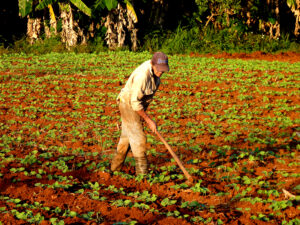 “La agricultura tiene que convertirse en la principal fuente de alimentación de los cubanos”. Miguel Díaz-Canel Bermúdez. Foto: Addys Hernández.