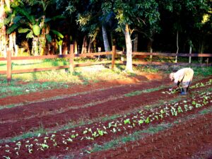 “El propósito esencial es resolver el problema de la producción de alimentos en Cuba”. Miguel Díaz-Canel Bermúdez. Foto: Addys Hernández.