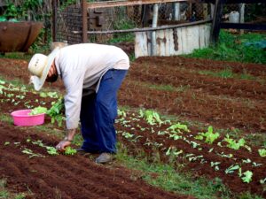 “No nos podemos cruzar de brazos ante la actual situación, hay que producir alimentos. La actitud ahora no es cruzarse de brazos para ver qué sucede, es hacer”. Miguel Díaz-Canel Bermúdez. Foto: Addys Hernández.