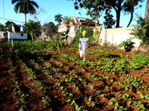 “Si hoy en una trinchera se defiende la Revolución es en la producción de alimentos”. Miguel Díaz-Canel Bermúdez. Foto: Addys Hernández.