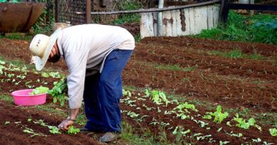 “No nos podemos cruzar de brazos ante la actual situación, hay que producir alimentos. La actitud ahora no es cruzarse de brazos para ver qué sucede, es hacer”. Miguel Díaz-Canel Bermúdez. Foto: Addys Hernández.