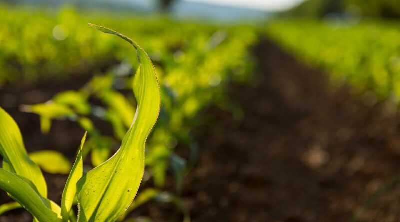 Agricultura