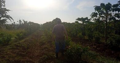 Desarrollo de la finca de uso colectivo de la CCS Noelio Capote en San Antonio de Río Blanco