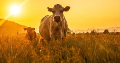 agricultura y ganado