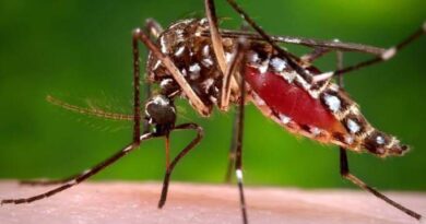mosquito