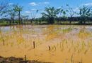 Colabora productora jaruqueña con proyecto participativo pese a dificultades del sector agrícola