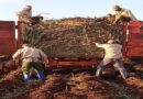 Incrementa Cuba-Cambodia rendimientos cañeros en zafra 2024-2025