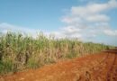 Intensifican agrocañeros de Benito Juárez siembra de gramínea