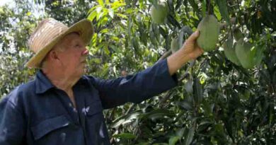 Sabiduría campesina de Enio, pilar agrícola matizado por el 26