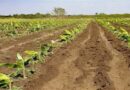 Prosigue en Jaruco campaña de siembra de primavera