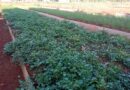 Fortalecen programa alimentario