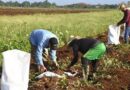 Potencia sus producciones finca mayabequense