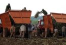 Apoya movimiento sindical cubano labores de siembra de caña