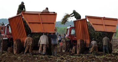 Apoya movimiento sindical cubano labores de siembra de caña
