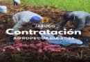 Comenzó en Jaruco contratación agropecuaria 2026
