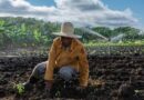 Accionan agricultores de Mayabeque