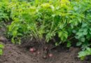 Culminó en Jaruco campaña de siembra de primavera
