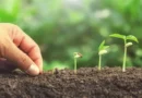 Capacitan a productores agrícolas sobre uso de agroecología Capacitan a productores agrícolas sobre uso de agroecología
