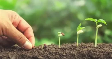 Capacitan a productores agrícolas sobre uso de agroecología